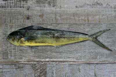 Mahi Mahi