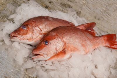Red Snapper
