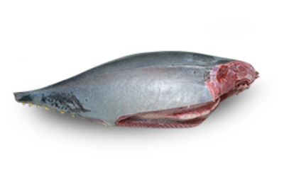 Tuna Bullet