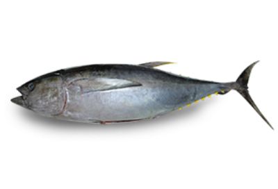 Tuna Gilled & Gutted