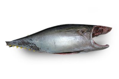 Tuna Headed & Gutted